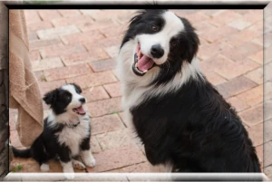 Adult with puppy border collies