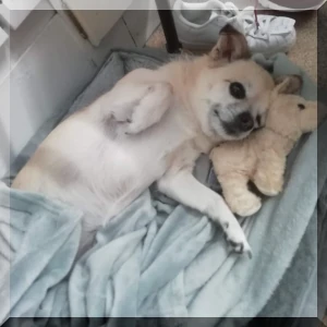 Chloe the handbag dog