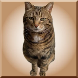 KC kitty cat